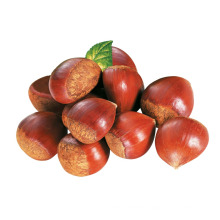 2015 Fresh Chinese Chestnuts with High Exporting Quality